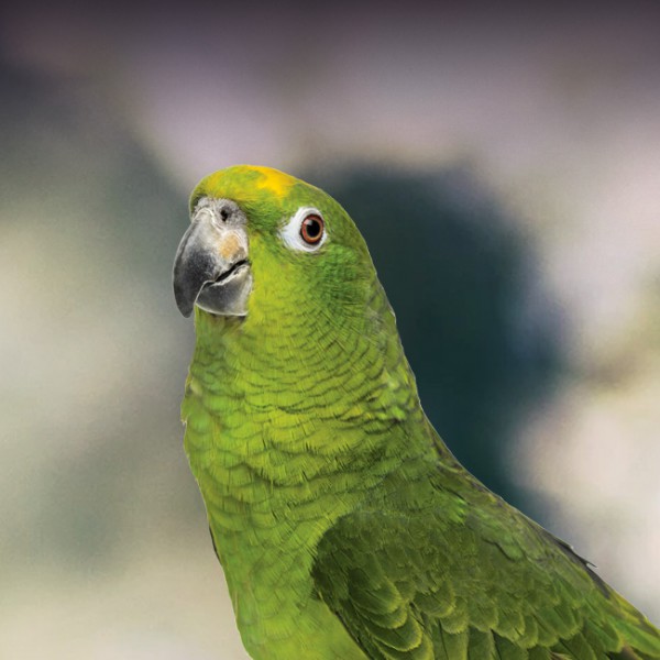 Yellow-Naped-Amazon-Parrot