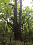 The Landmark Pine Tree in Watson’s Corners– Gloria Currie