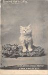 Postcard from Almonte –Landor’s Cat Studies 1900s